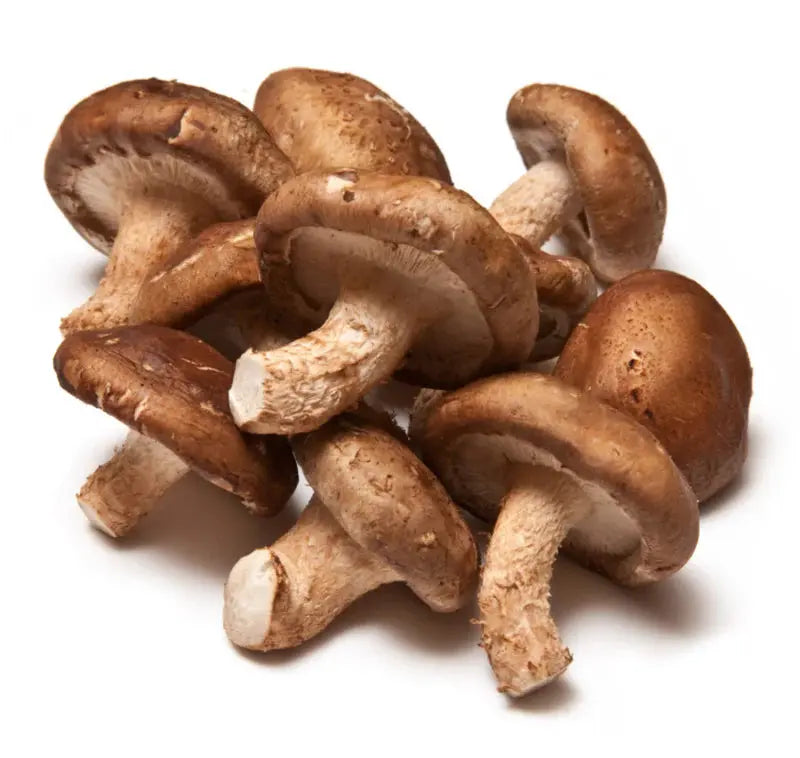 Shiitaki mushroom strain (Lentinula edodes) - best quality, fresh, mushroom mycelium spawn Medifungi