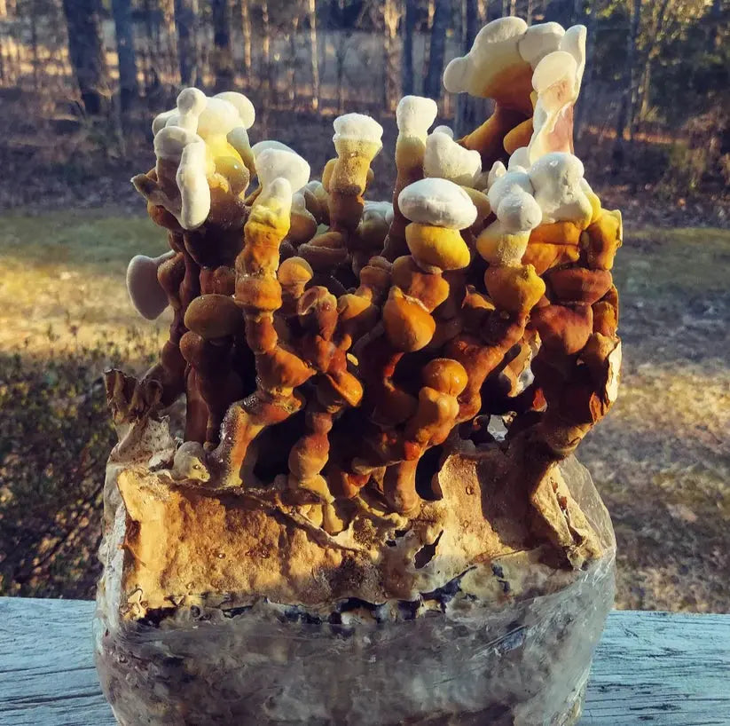 Antler Reishi mushroom strain (Ganoderma multipileum) - best quality, fresh, mushroom mycelium spawn Medifungi