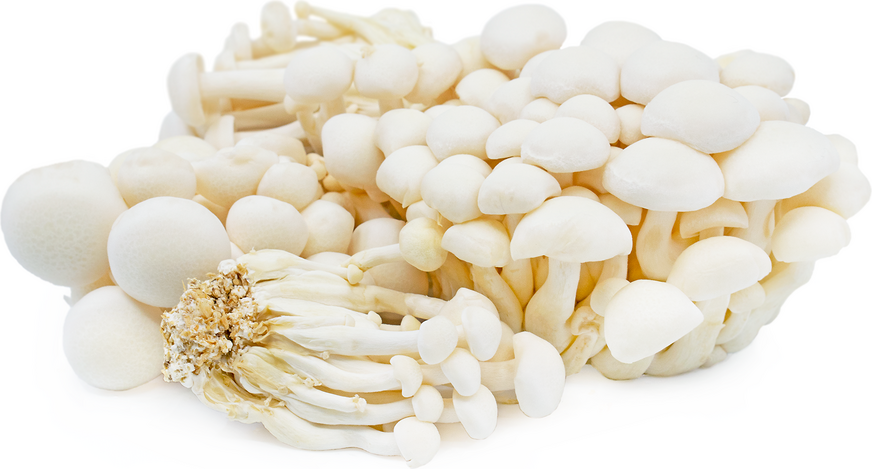 Bina/White Shimeji Beech mushroom strain (Hypsizygus tessulatus) - best quality, fresh, mushroom mycelium spawn, on rye grain