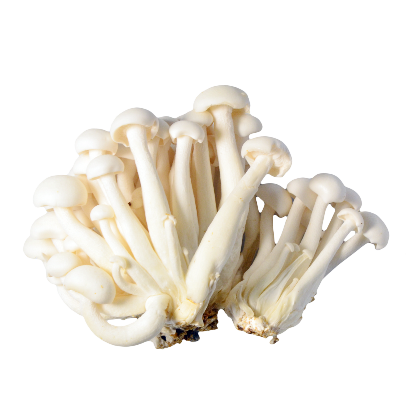 Bina/White Shimeji Beech mushroom strain (Hypsizygus tessulatus) - best quality, fresh, mushroom mycelium spawn, on rye grain