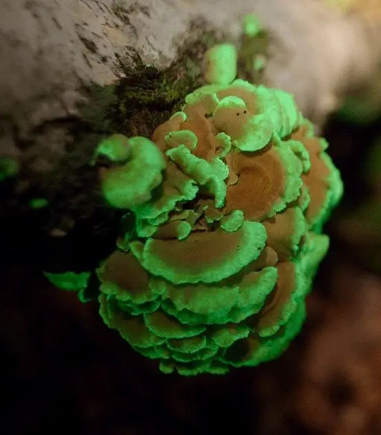 Bitter Oyster Mushroom strain (Panellus stipticus) - best quality, fresh, mushroom mycelium spawn Medifungi