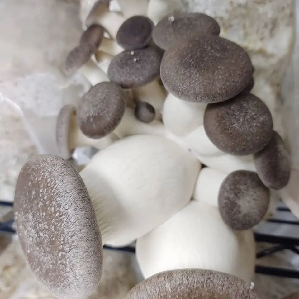 Black Pearl King Oyster mushroom strain (Pleurotus ostreatus - hybrid) - best quality, fresh, mushroom mycelium spawn Medifungi
