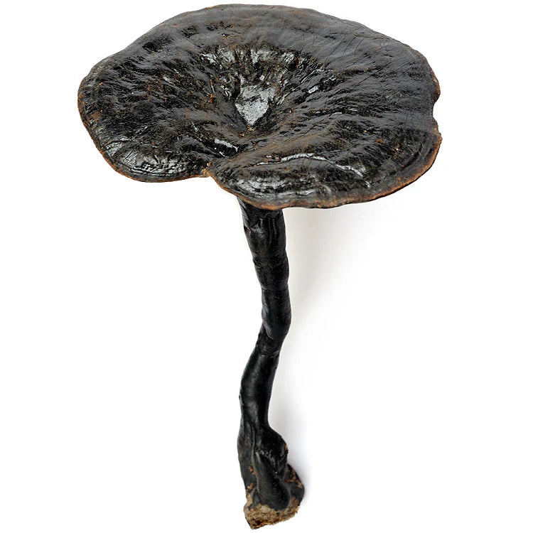 Black Reishi mushroom strain (Ganoderma formosanum) - best quality, fresh, mushroom mycelium spawn