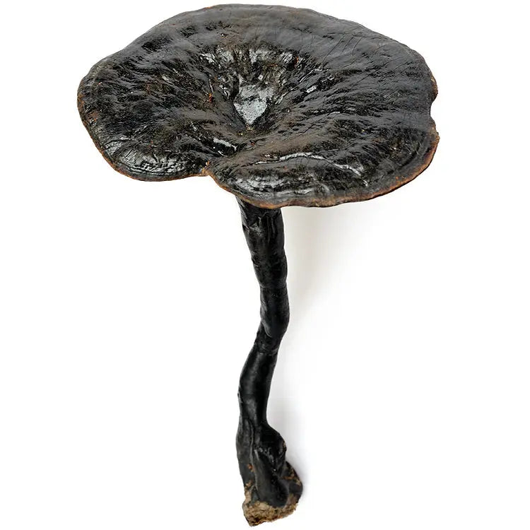 Black Reishi mushroom strain (Ganoderma formosanum) - best quality, fresh, mushroom mycelium spawn Medifungi