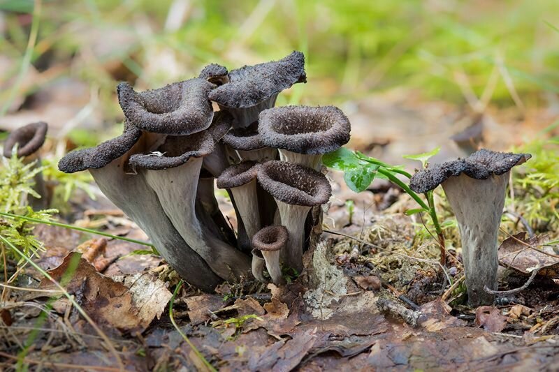 Black Trumpet mushroom strain (Craterellux fallax) - best quality, fresh, mushroom mycelium spawn Medifungi