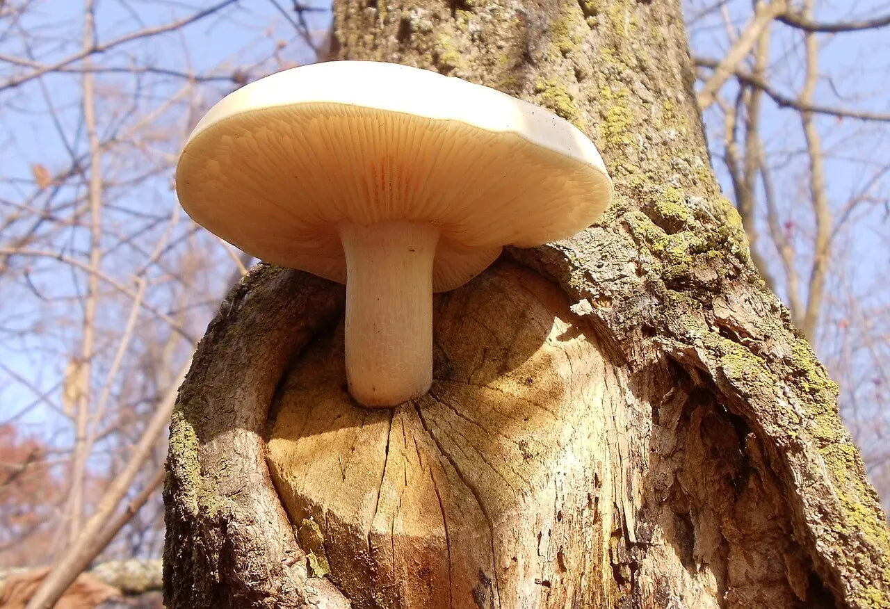 Elm Oyster mushroom strain (Hypsizygus ulmarius) - best quality, fresh, mushroom mycelium spawn Medifungi