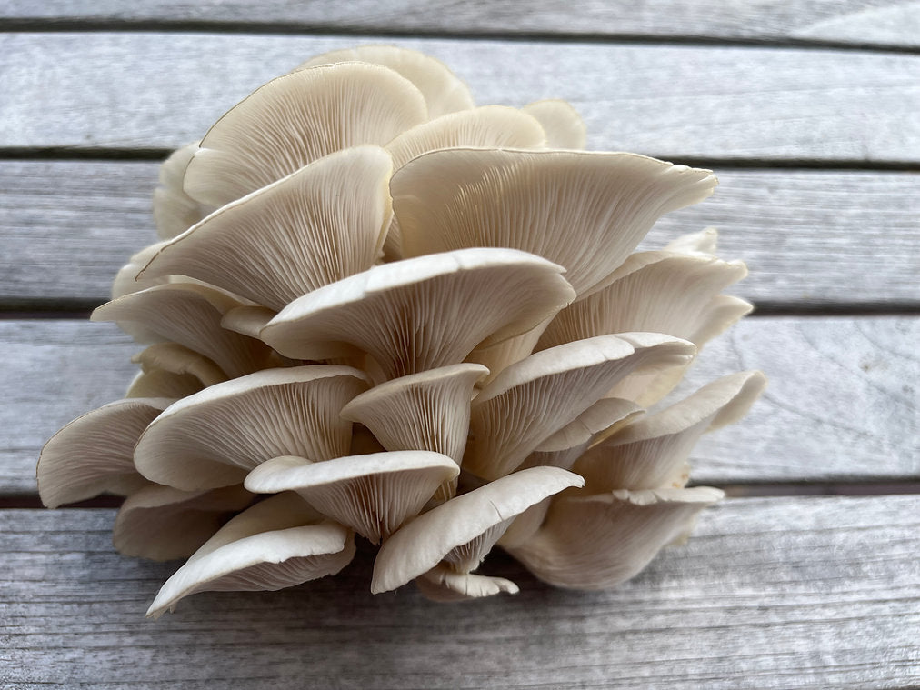Florida Oyster mushroom strain (Pleurotus florida) - best quality, fresh, mushroom mycelium spawn Medifungi