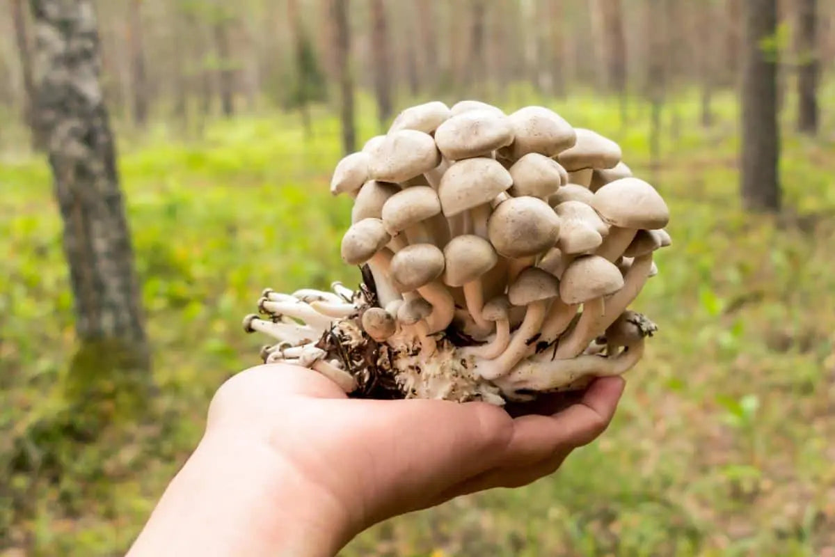 Fried Chicken mushroom strain (Lyophyllum decastes) - best quality, fresh, mushroom mycelium spawn Medifungi