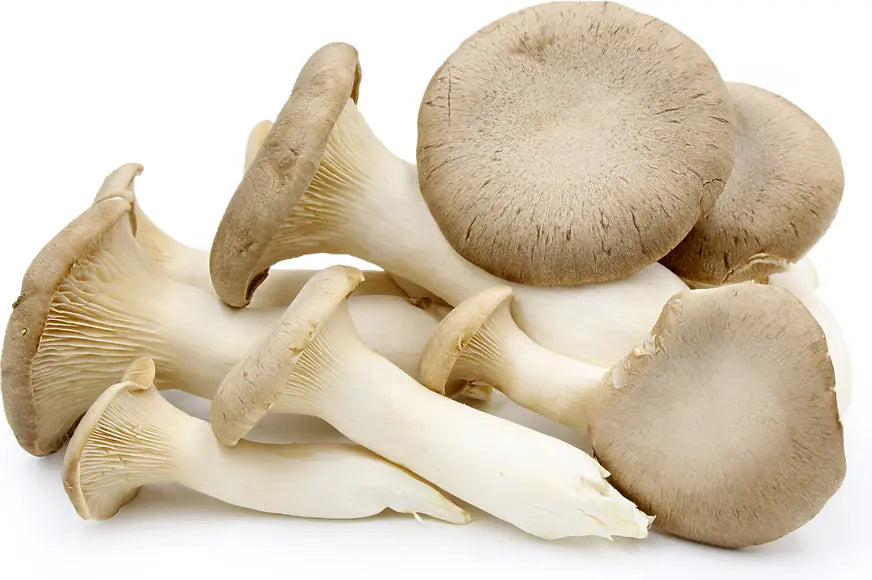 King Oyster mushroom strain (Pleurotus eryngii) - best quality, fresh, mushroom mycelium spawn Medifungi