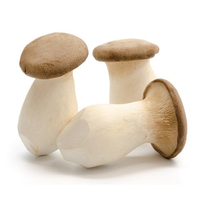 King Oyster mushroom strain (Pleurotus eryngii) - best quality, fresh, mushroom mycelium spawn, on rye grain