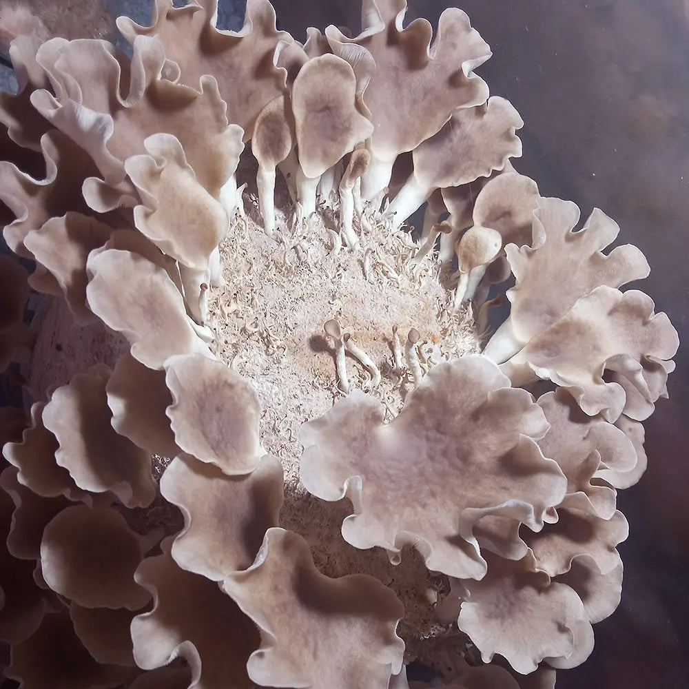Korean Oyster (Cham-Neutari) mushroom strain (Pleurotus spodoleucus) - best quality, fresh, mushroom mycelium spawn Medifungi