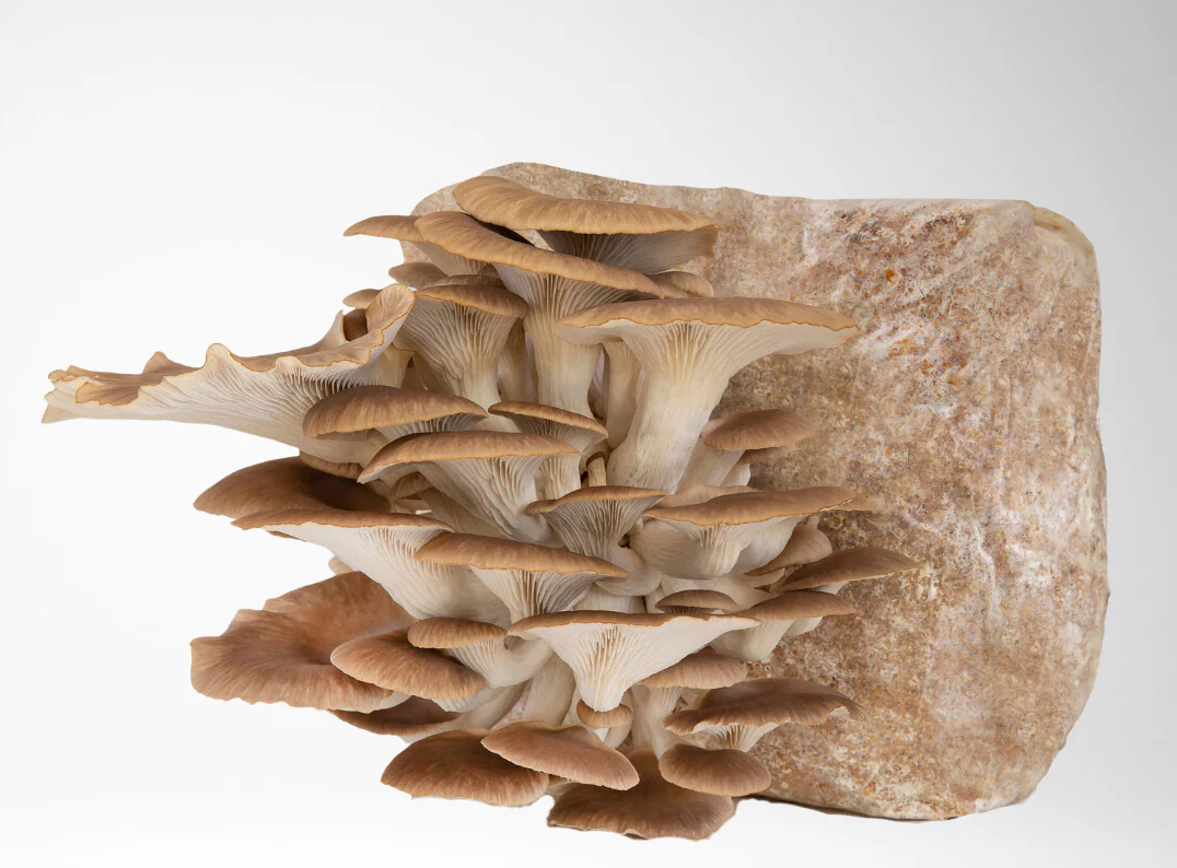 Pheonix Oyster mushroom strain (Pleurotus pulmonaris) - best quality, fresh, mushroom mycelium spawn