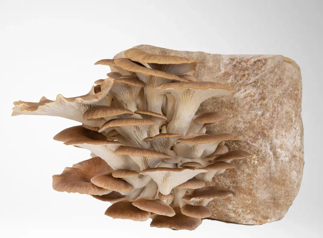 Pheonix / Mediterranean Oyster mushroom strain (Pleurotus pulmonaris) - best quality, fresh, mushroom mycelium spawn Medifungi