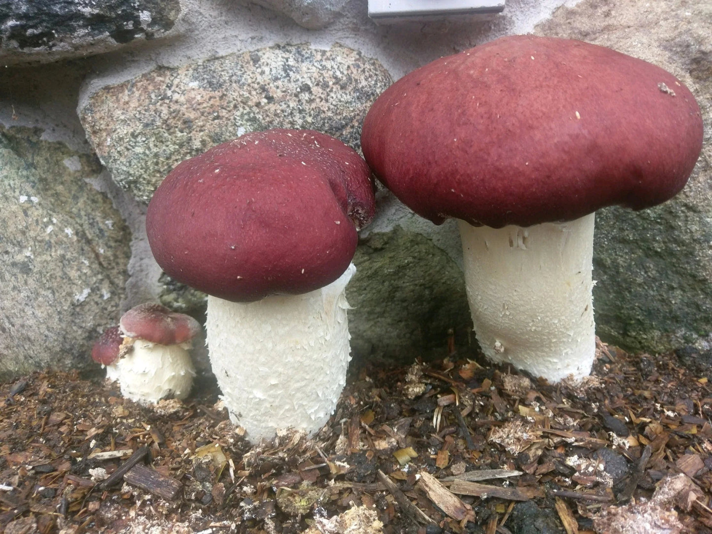 Red Wine Cap mushroom strain (Stropharia rugosoannulata) - best quality, fresh, mushroom mycelium spawn Medifungi