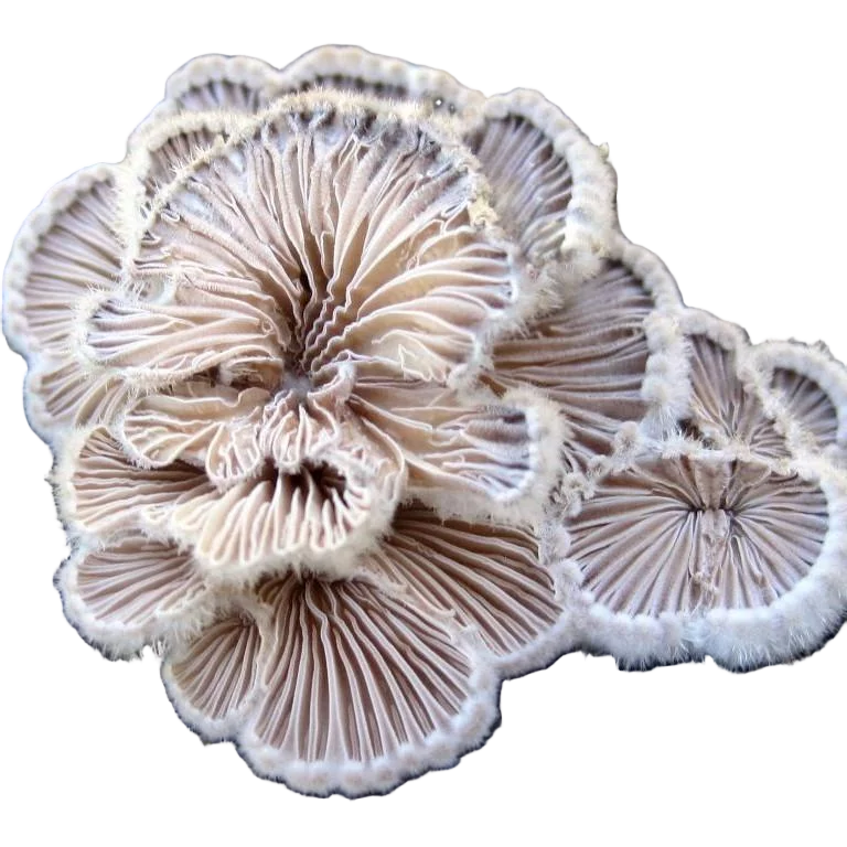 Split Gill Mushroom Strain (Schizophyllum commune) - Best Quality, Fresh Mushroom Mycelium Spawn Medifungi
