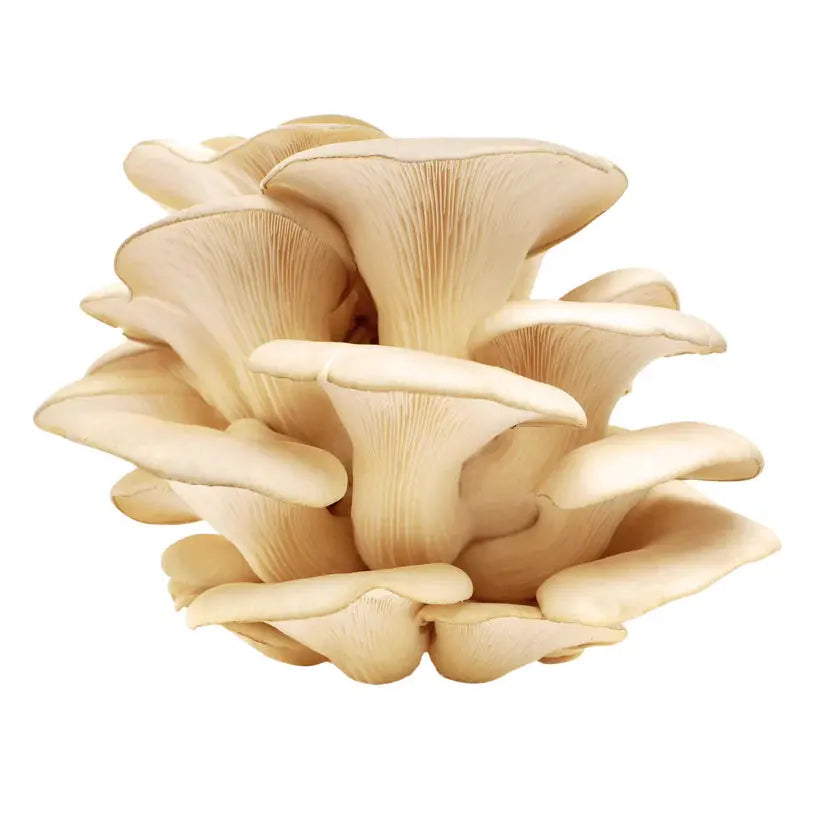 Tarragon Oyster mushroom strain (Pleurotus euosmus) - best quality, fresh, mushroom mycelium spawn Medifungi