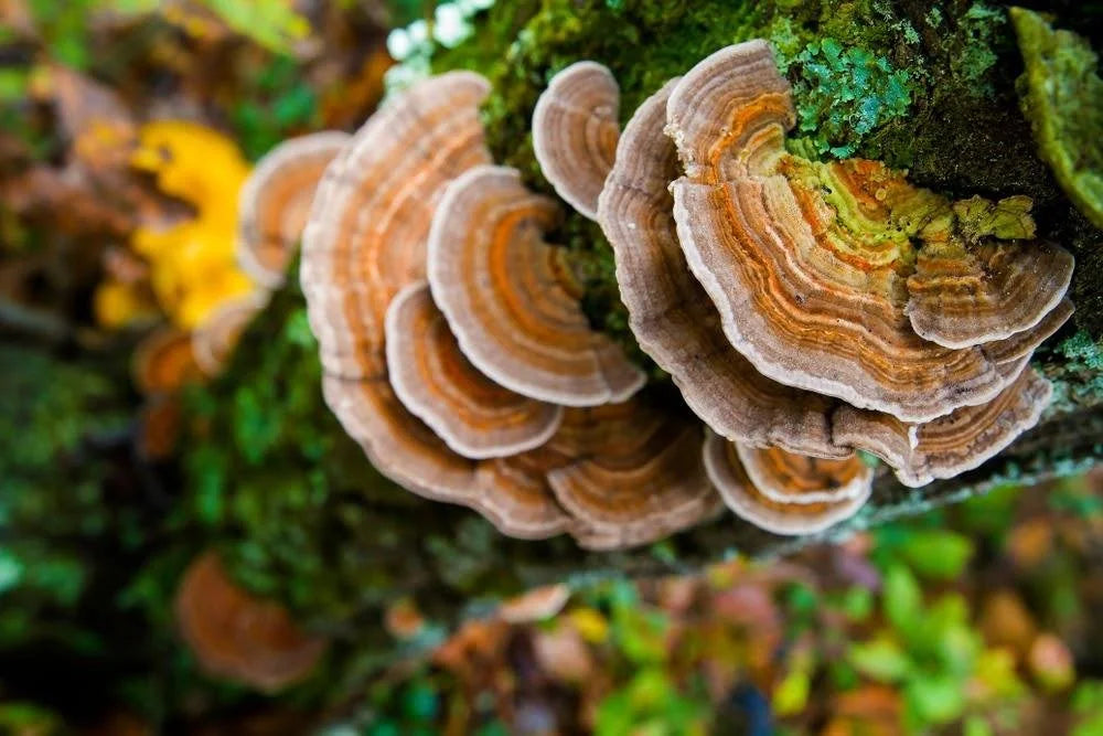Turkey Tail mushroom strain (Trametes versicolor) - best quality, fresh, mushroom mycelium spawn Medifungi