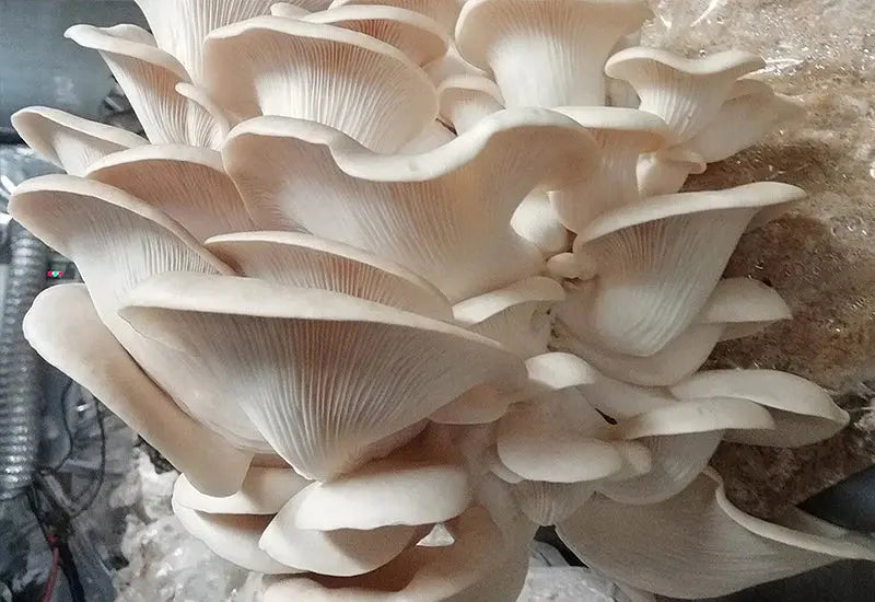 White Oyster mushroom strain (Pleurotus ostreatus) - best quality, fresh, mushroom mycelium spawn Medifungi