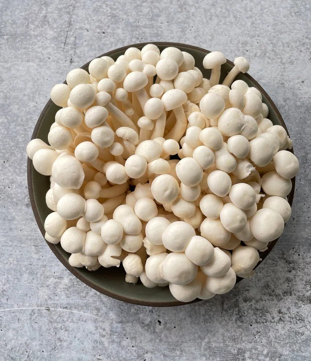Bina/White Shimeji Beech mushroom strain (Hypsizygus tessulatus) - best quality, fresh, mushroom mycelium spawn, on rye grain