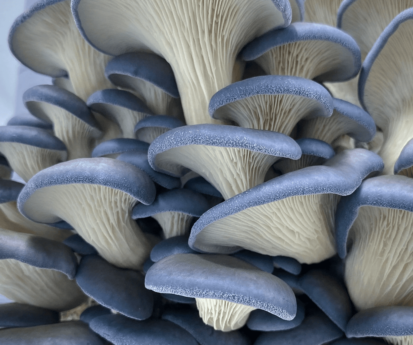 Blue Oyster Mushroom strain (Pleurotus colombinus) - best quality, fresh, mushroom mycelium spawn, on rye grain - Medifungi