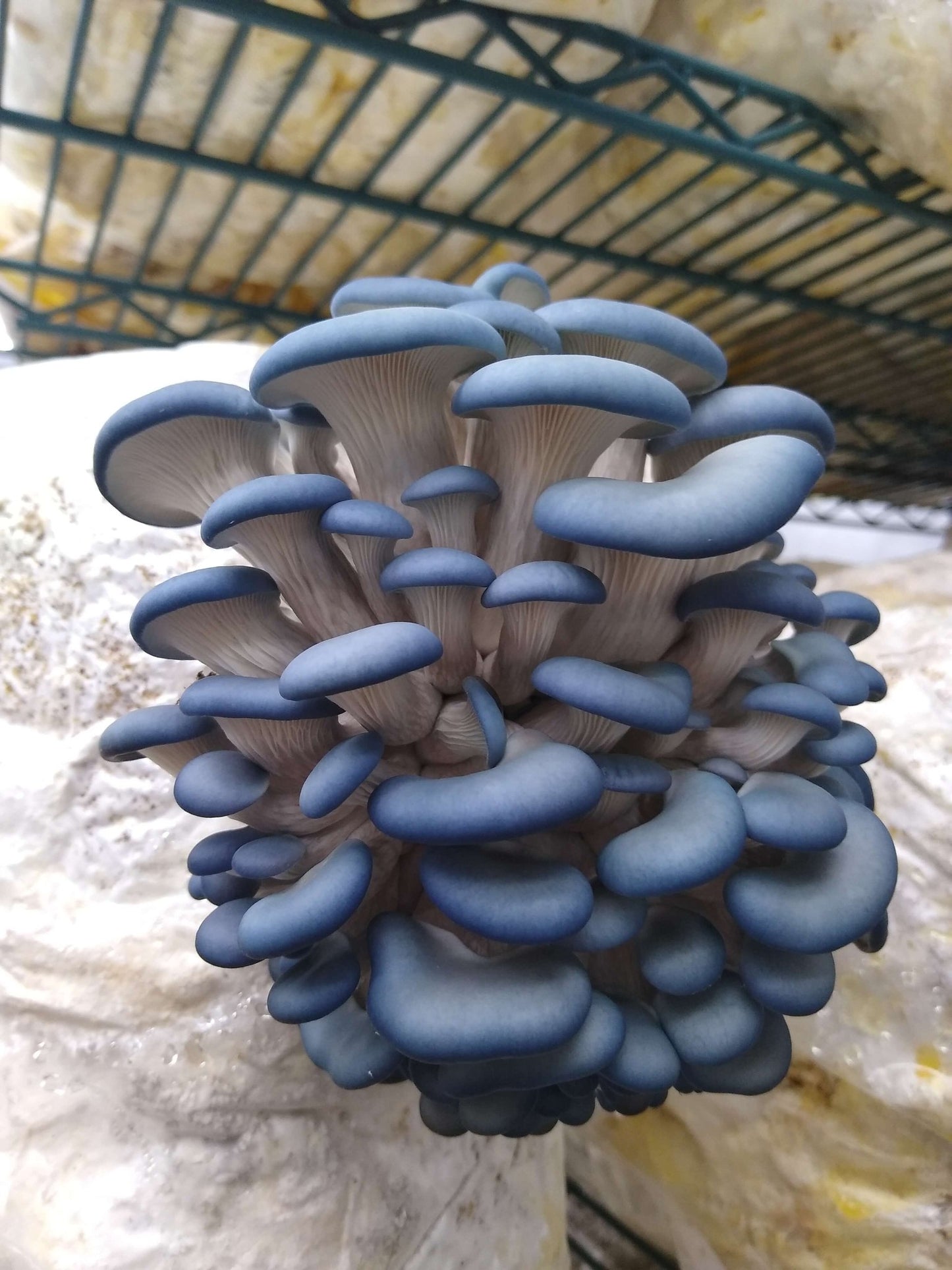 Blue Oyster Mushroom strain (Pleurotus colombinus) - best quality, fresh, mushroom mycelium spawn, on rye grain - Medifungi
