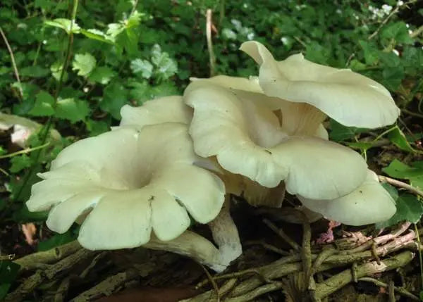 Branched Oyster Mushroom Strain (Pleurotus cornucopiae) - Best Quality, Fresh Mushroom Mycelium Spawn Medifungi
