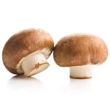 Brown Button/Portobello Mushroom Spawn (Agaricus bisporus) - Fresh Belgian Mycelium Medifungi