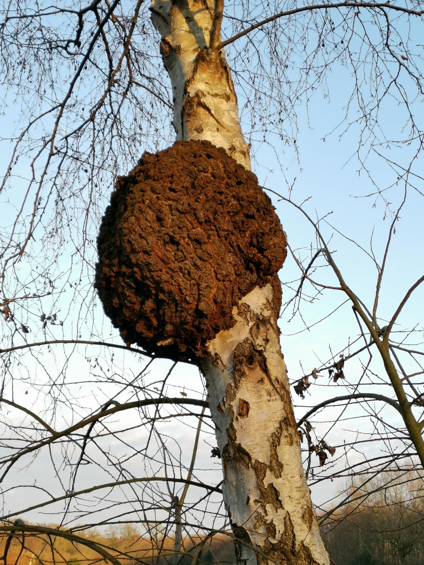 Chaga mushroom strain (Inonotus obliquus) - best quality, fresh, mushroom mycelium spawn Medifungi