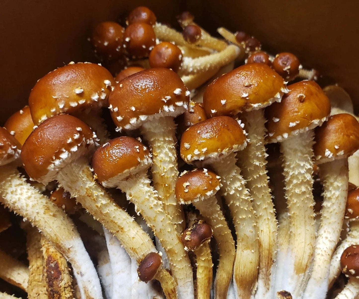 Chestnut Mushroom spawn strain (Pholiota adiposa) - best quality, fresh, mushroom mycelium spawn, on rye grain - Medifungi