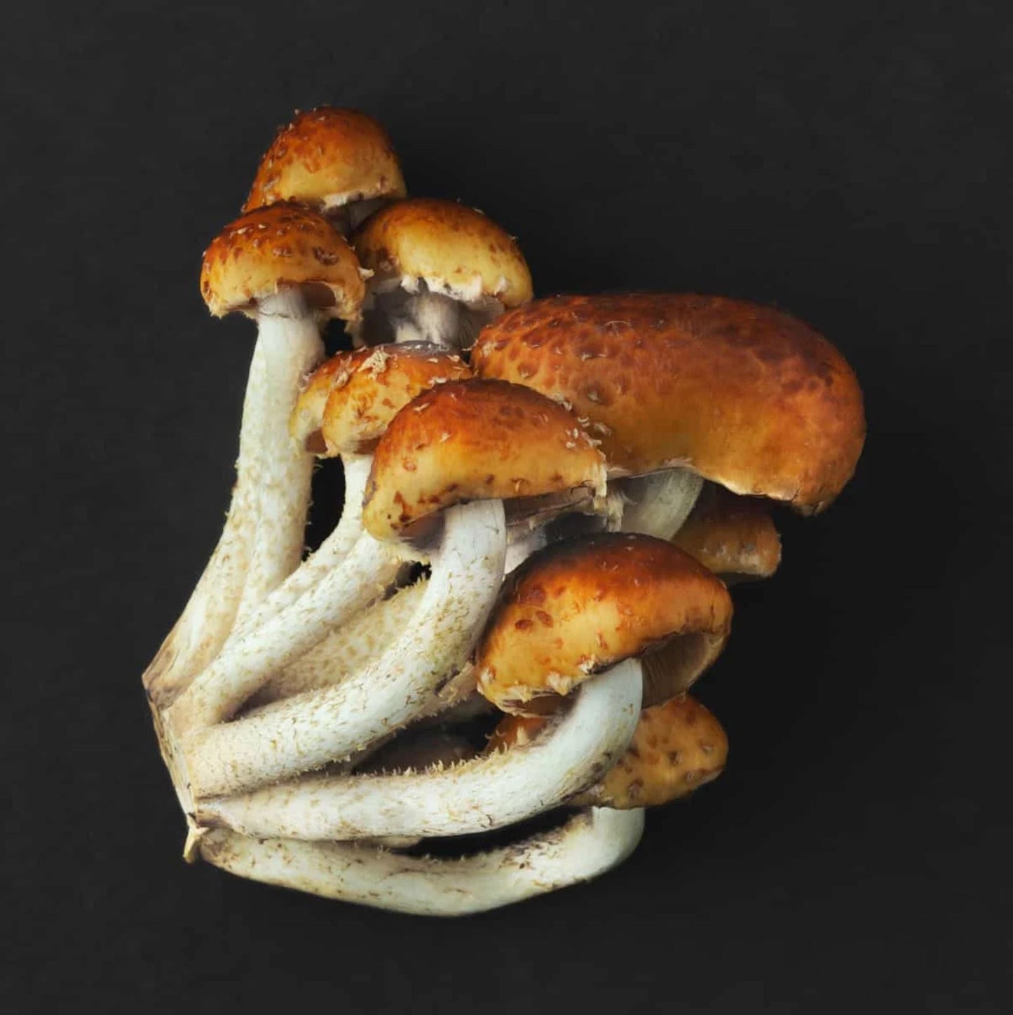 Chestnut Mushroom spawn strain (Pholiota adiposa) - best quality, fresh, mushroom mycelium spawn, on rye grain - Medifungi