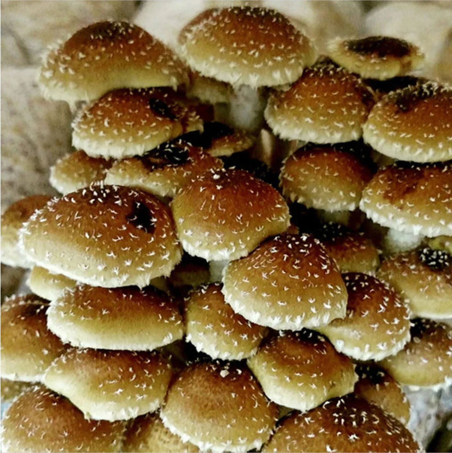 Chestnut Mushroom spawn strain (Pholiota adiposa) - best quality, fresh, mushroom mycelium spawn, on rye grain - Medifungi