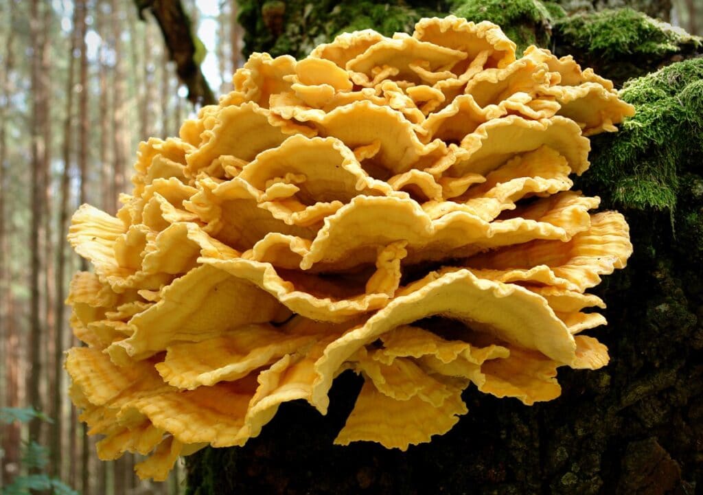 Chicken of the Woods mushroom strain (Laetiporus sulphureus) - best quality, fresh, mushroom mycelium spawn, on rye grain