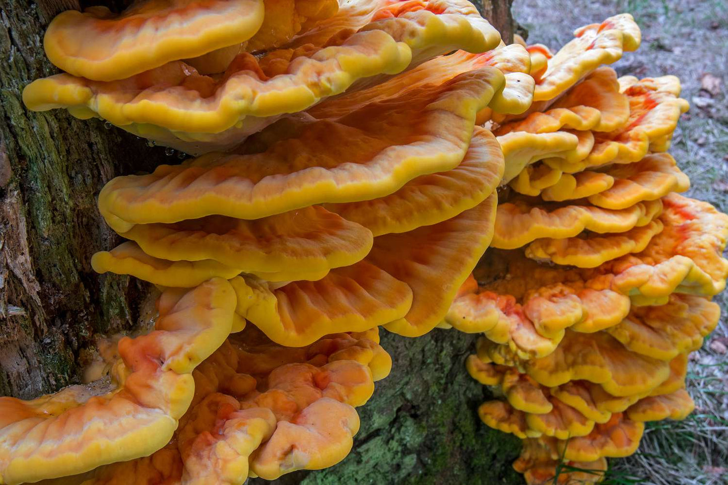 Chicken of the Woods mushroom strain (Laetiporus sulphureus) - best quality, fresh, mushroom mycelium spawn, on rye grain