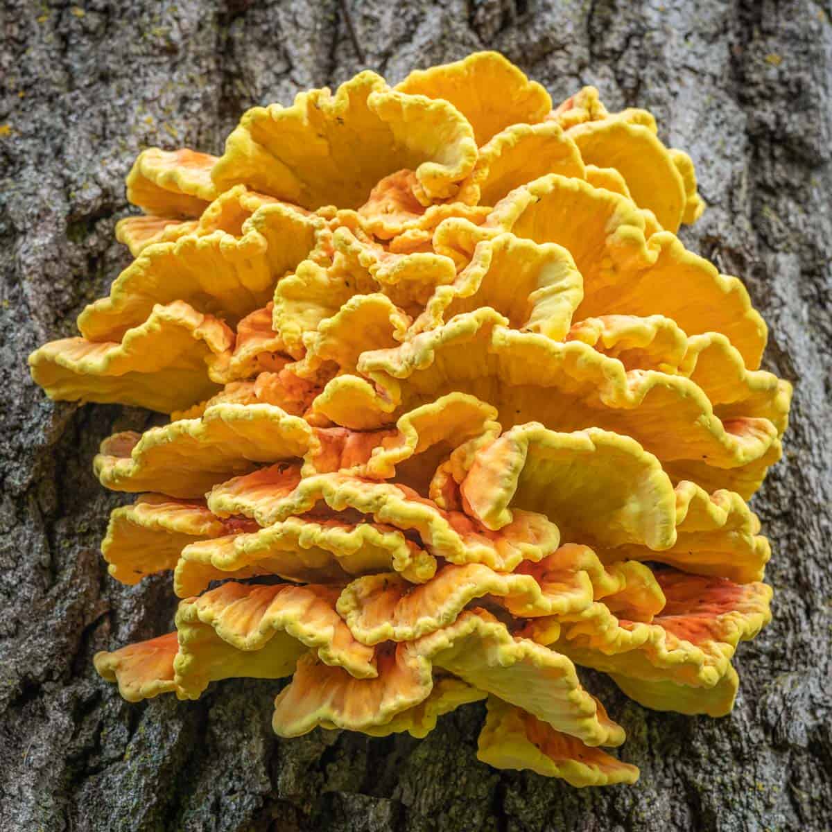 Chicken of the Woods mushroom strain (Laetiporus sulphureus) - best quality, fresh, mushroom mycelium spawn, on rye grain