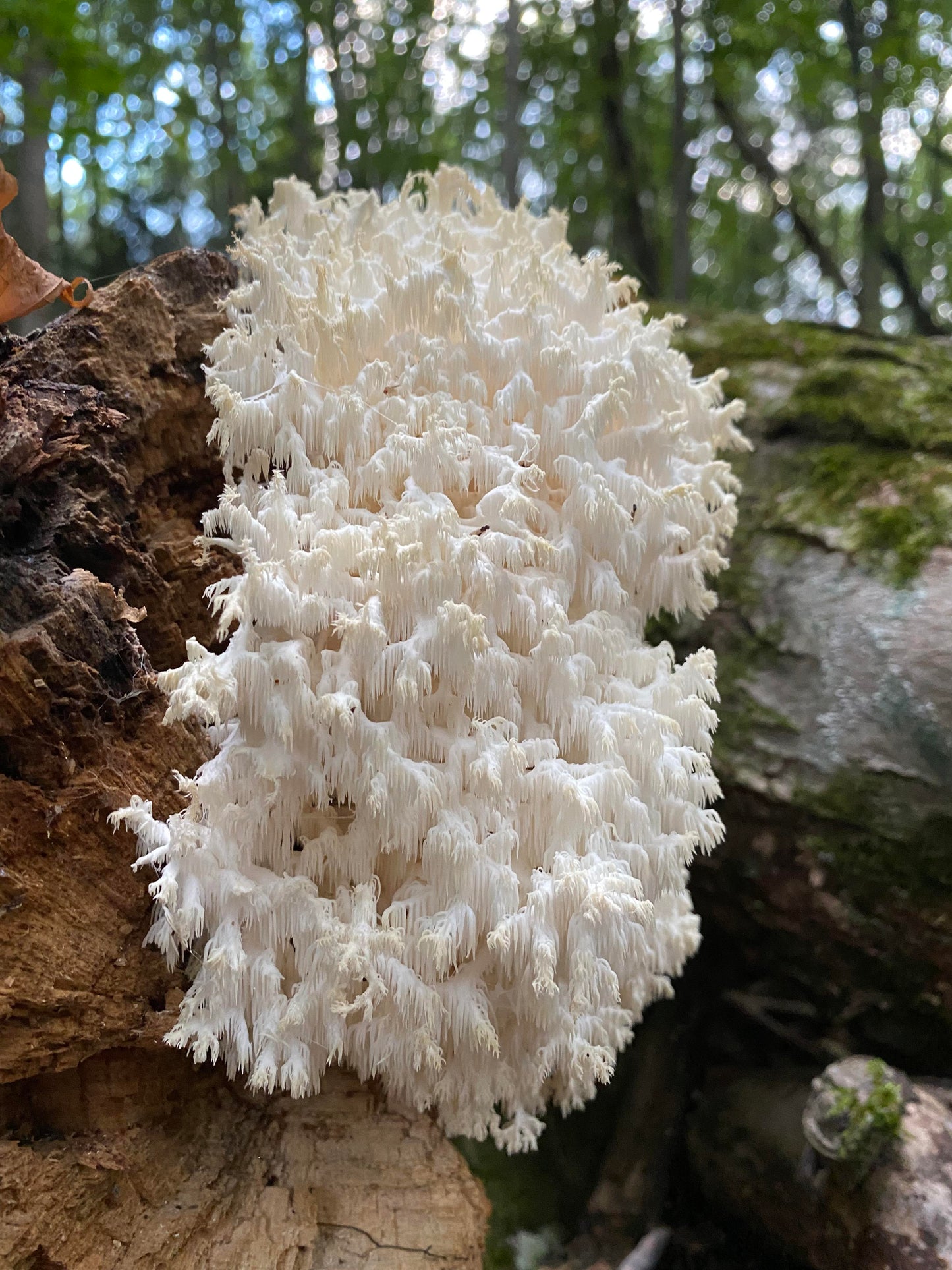 Comb Corel / Comb Tooth mushroom strain (Hericium coralloides) - best quality, fresh, mushroom mycelium spawn, on rye grain