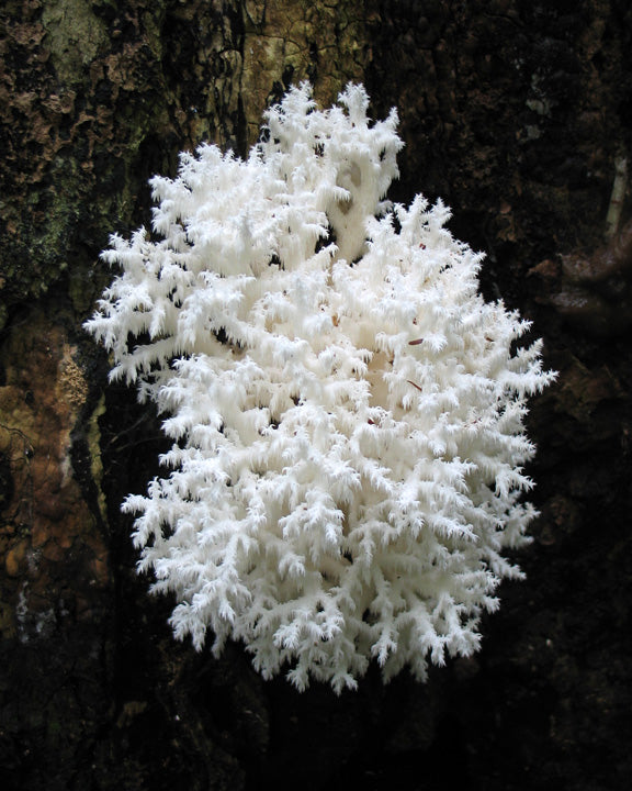 Comb Corel / Comb Tooth mushroom strain (Hericium coralloides) - best quality, fresh, mushroom mycelium spawn, on rye grain