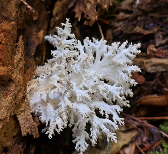 Comb Corel / Comb Tooth mushroom strain (Hericium coralloides) - best quality, fresh, mushroom mycelium spawn, on rye grain
