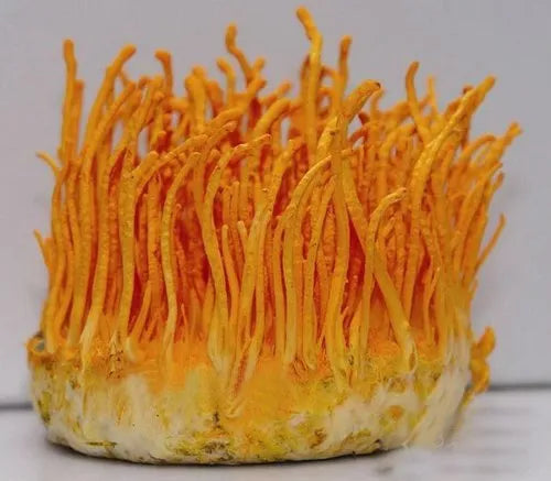 Cordyceps mushroom strain (Cordyceps militaris) - best quality, fresh, mushroom mycelium spawn Medifungi