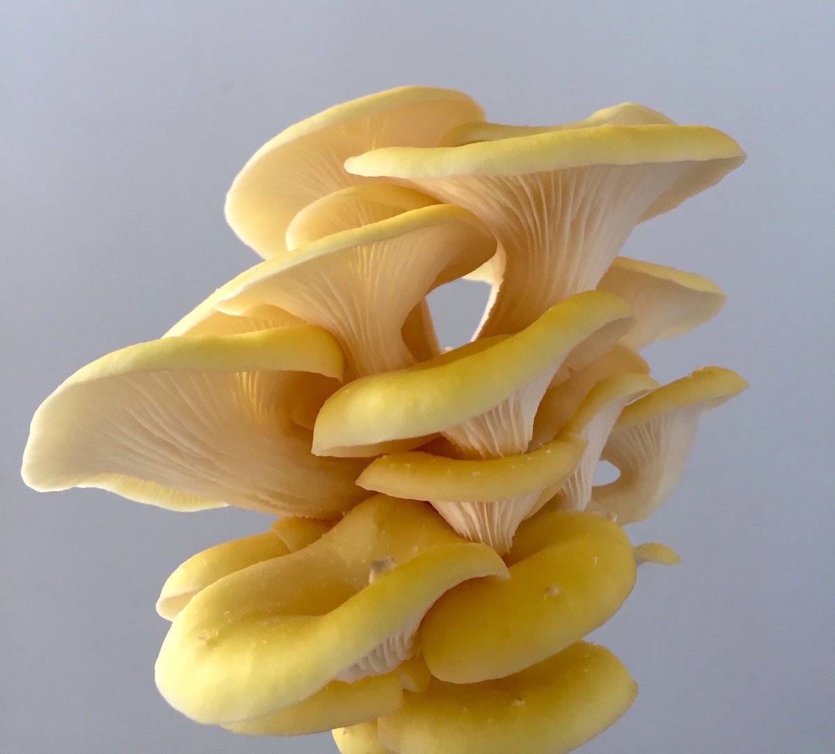 Golden Oyster Mushroom strain (Pleurotus citrino) - Medifungi