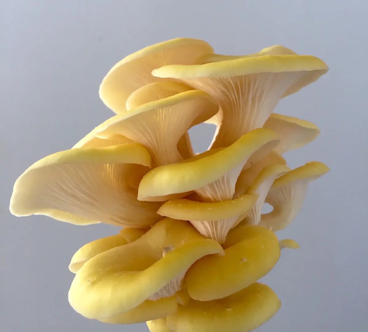 Golden Oyster Mushroom strain (Pleurotus citrino) - Medifungi