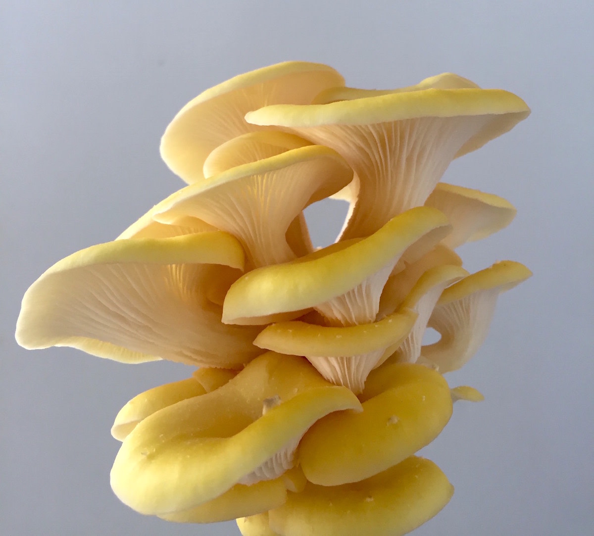 Mycological Kit - Educational - Beginners - Grow your own mushrooms project