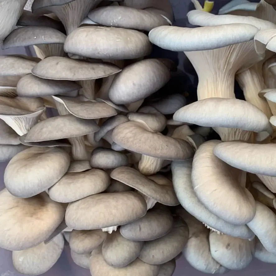 Grey Oyster Mushroom strain (Pleurotus ostreatus) - Medifungi