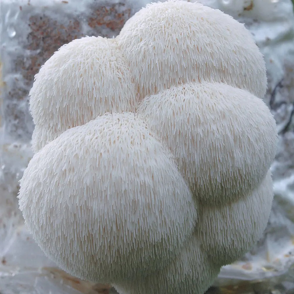 Lion's Mane Mushroom strain (Hericum erinaceus) - Medifungi