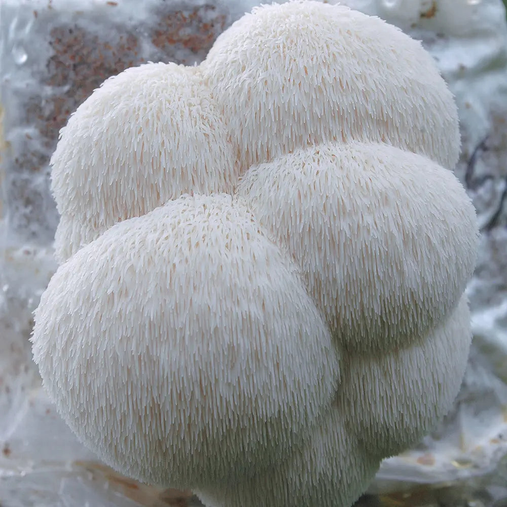 Mycological Kit - Educational - Beginners - Grow your own mushrooms project Medifungi