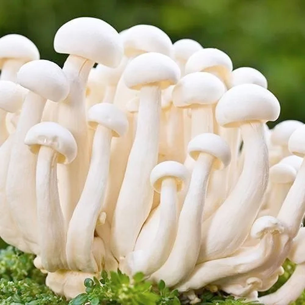 Milky White mushroom strain (Calocybe indica) - best quality, fresh, mushroom mycelium spawn, on rye grain