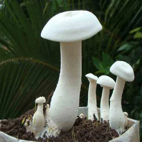 Milky White mushroom strain (Calocybe indica) - best quality, fresh, mushroom mycelium spawn, on rye grain