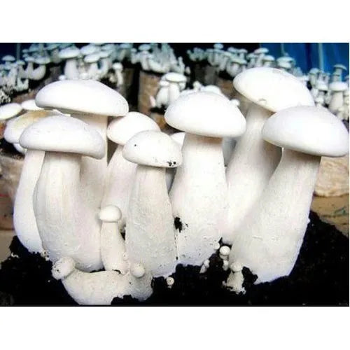 Milky White mushroom strain (Calocybe indica) - best quality, fresh, mushroom mycelium spawn, on rye grain