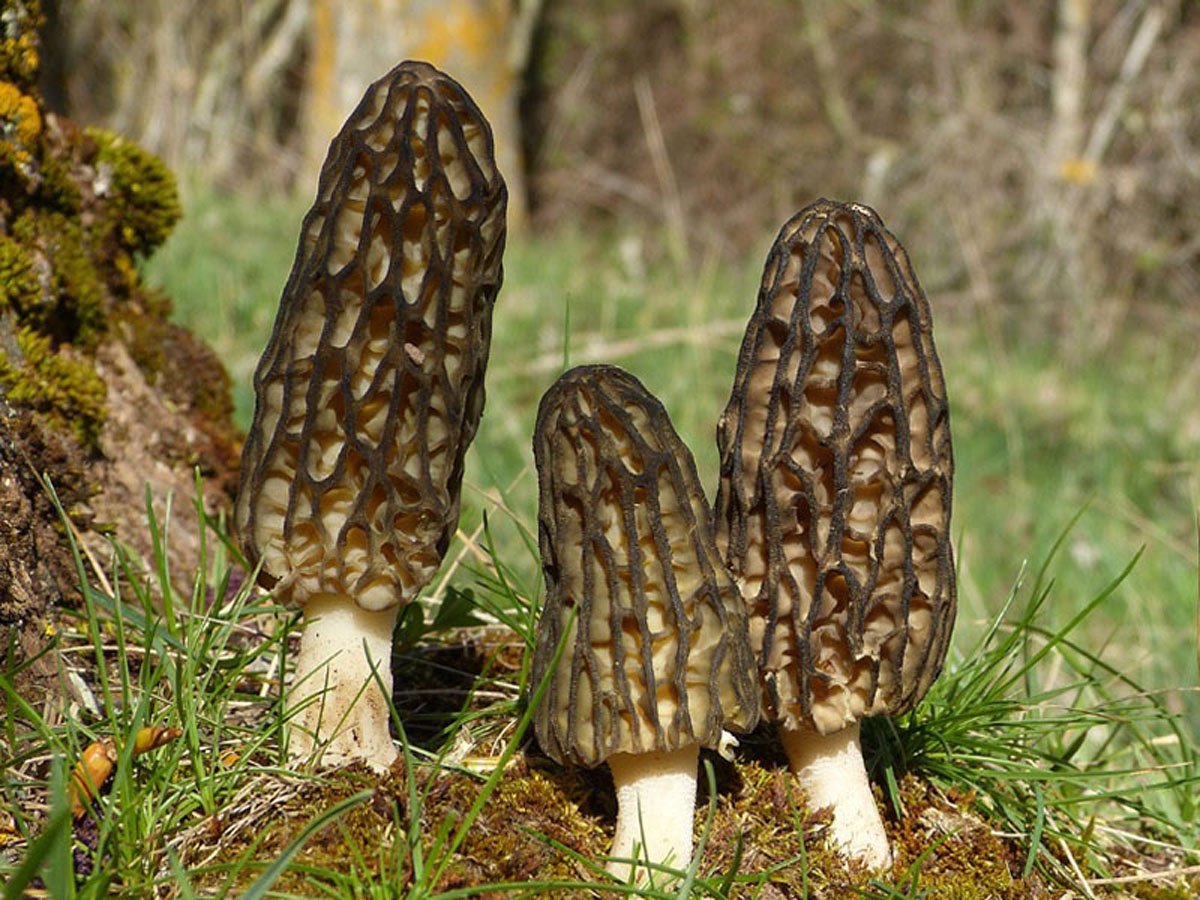 Black Morel mushroom strain (Morchella elata) - best quality, fresh, mushroom mycelium spawn, on rye grain