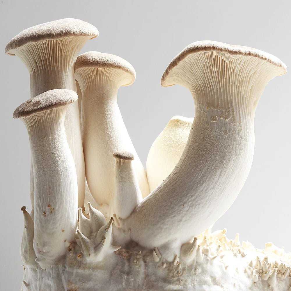 Mycological Kit - Educational - Advanced - Grow your own mushrooms project - Medifungi