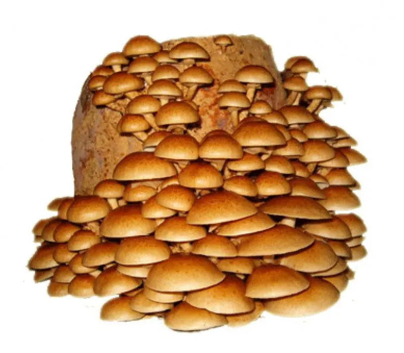 Nameko mushroom strain (Pholiota microspora/nameko) - best quality, fresh, mushroom mycelium spawn Medifungi